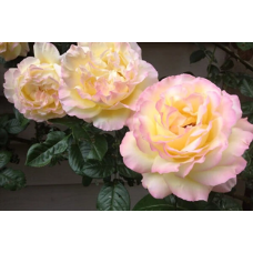 Троянда Глорія Дей (Gloria Day)