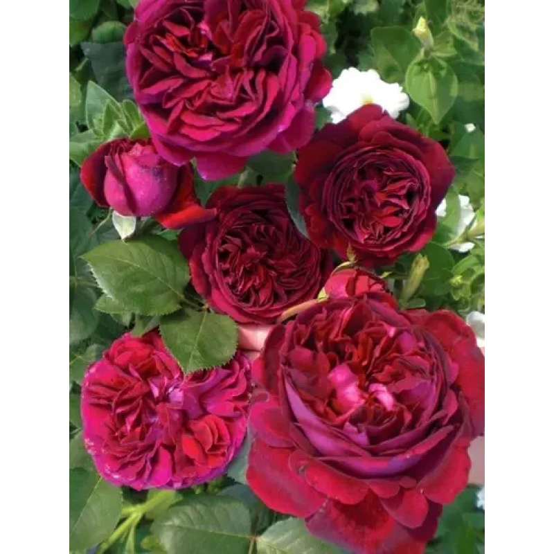 Троянда Фальстаф (Falstaff)