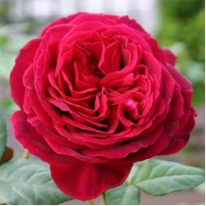 Троянда Госпел