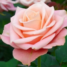 Чайно-гібридна троянда Ангажемент