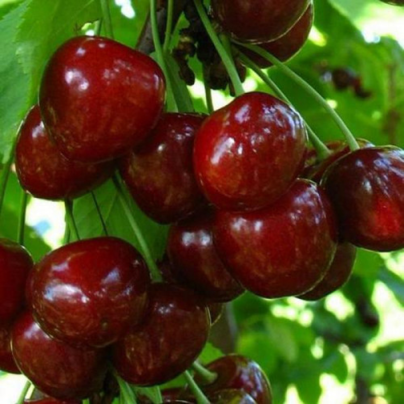 Черешня Мелітопольська