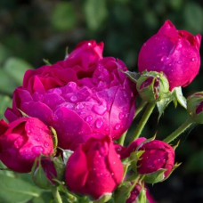 Чайно-гібридна троянда Аскот