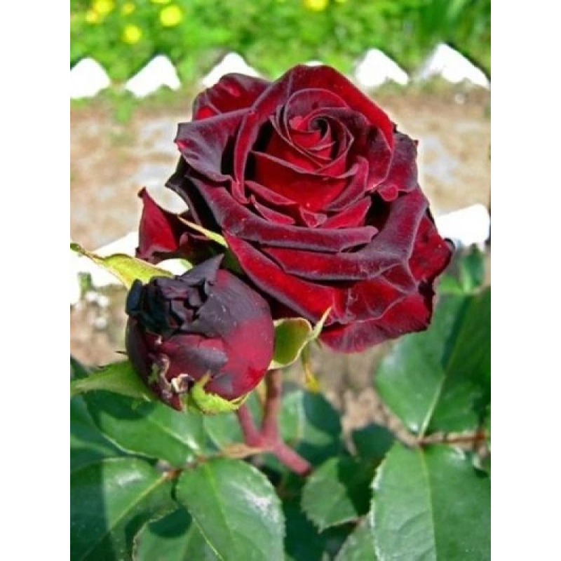 Троянда “Fiji Negro” (Фиджи Негро) Троянда “Fiji Negro” (Фиджи Негро)