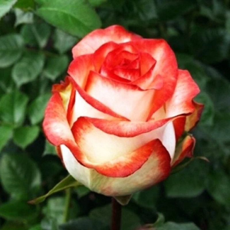 Троянда Блаш