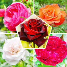 Комплект троянд Імперія