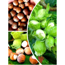 Набір саджанців “Міцний горішок“