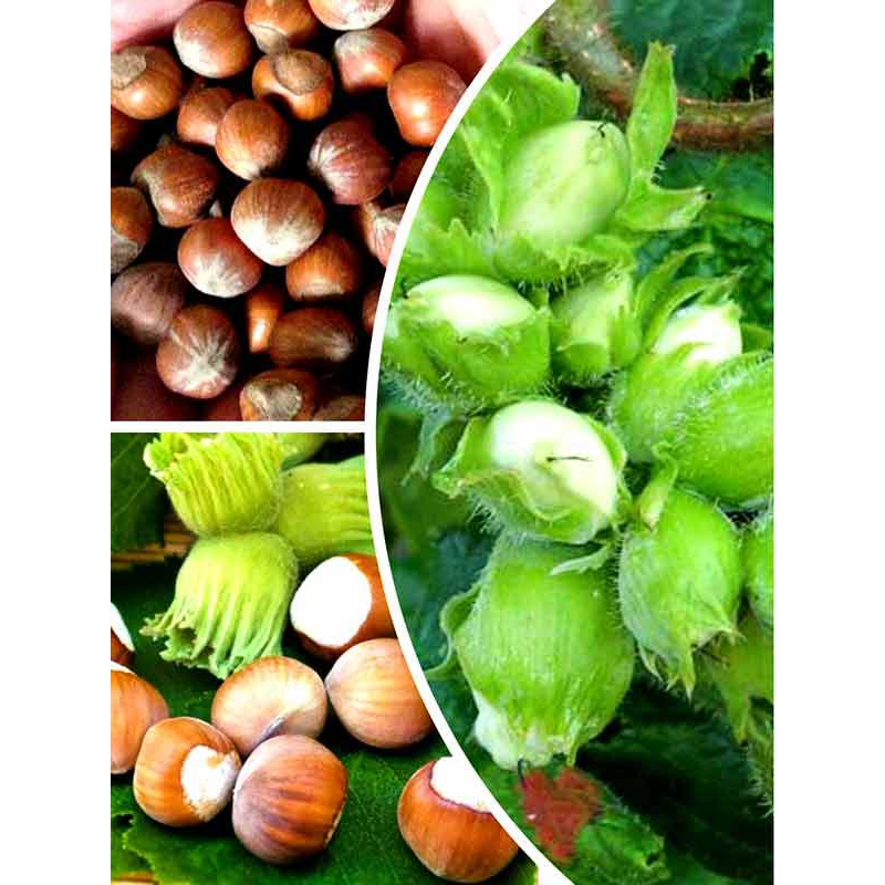 Набір саджанців “Міцний горішок“