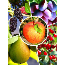 Набір саджанців “Північний мікс“