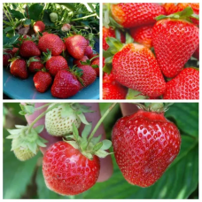 Набір “Полуничний настрій“ (Альба, Джолі, Диво світу) / 30 саджанців