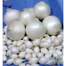 Цибуля Гледстоун