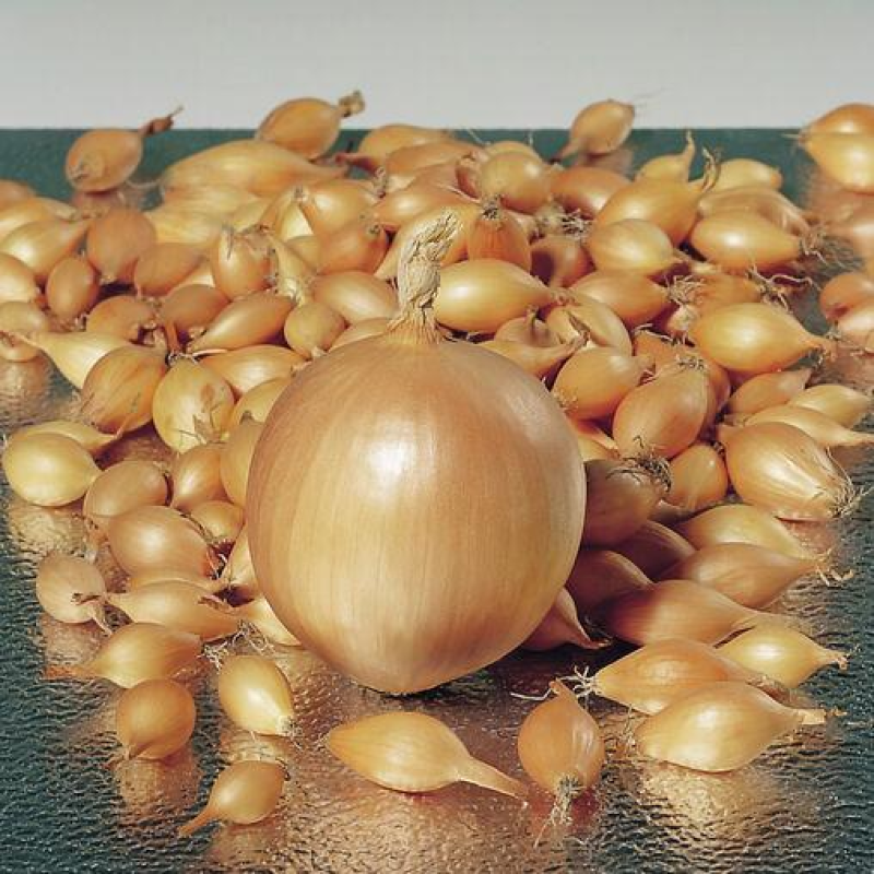 Цибуля Трой (озима)