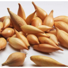 Цибуля Бірнформіг (Бамбергер) озима