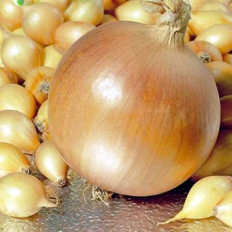 Цибуля Геркулес 1 кг Цибуля Геркулес 1 кг