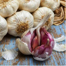 Часник ярий Сочинський 56