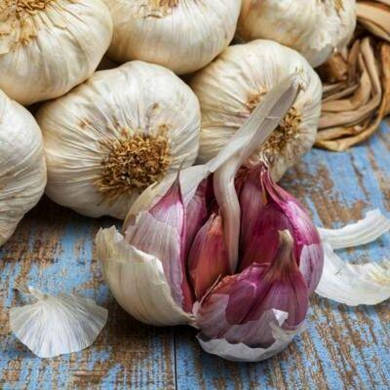 Часник ярий Сочинський 56