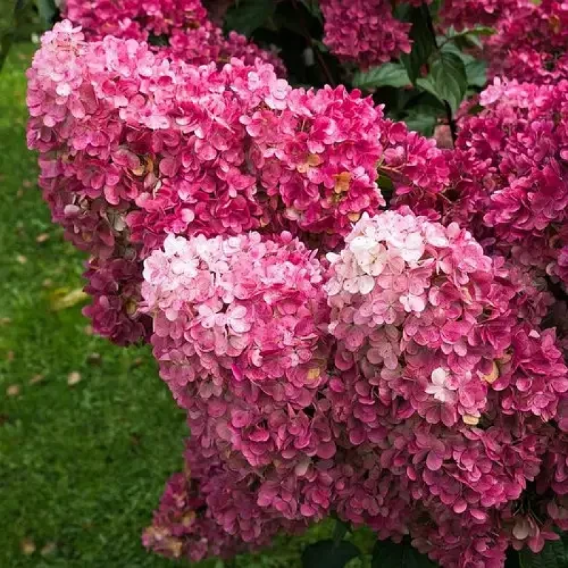 Гортензія мітловидна Фрейз Мельба Гортензія мітловидна Фрейз Мельба