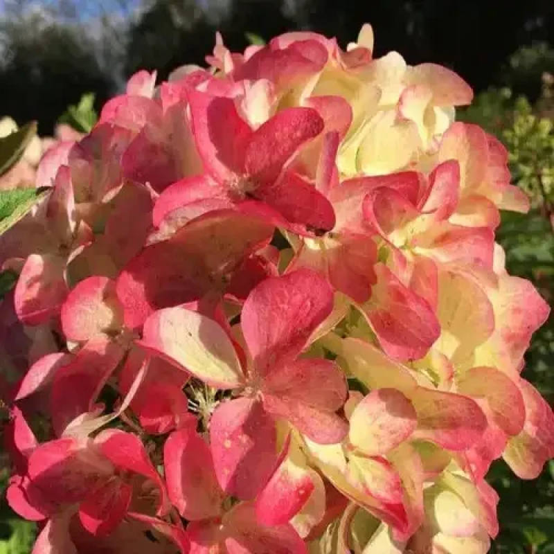 Гортензія мітловидна Пастель Грін