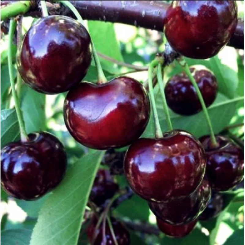 Черешня Бігаро Бурлат