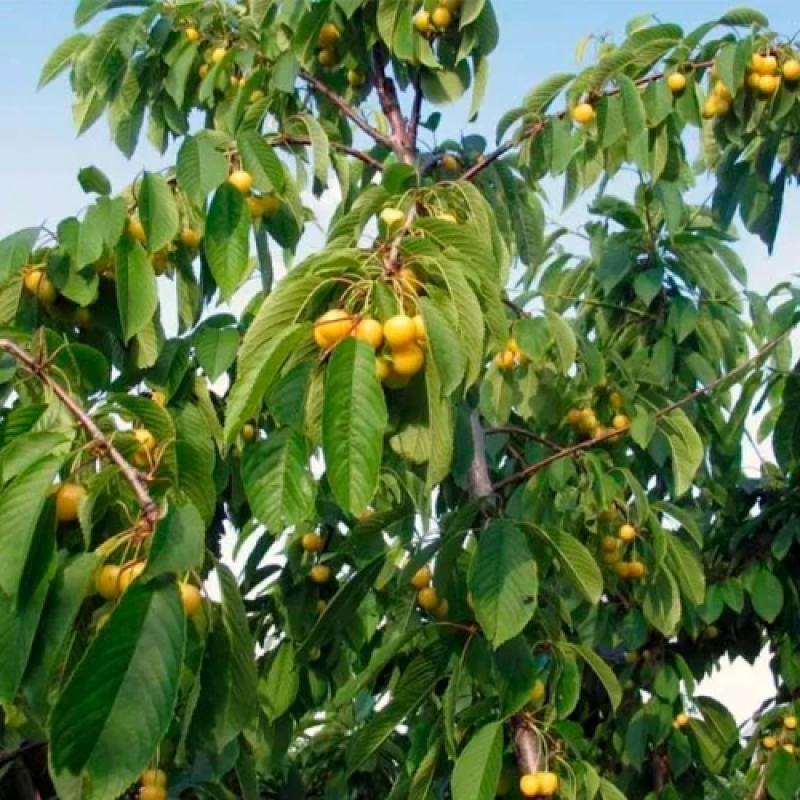 Жовта черешня Дрогана