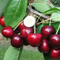 Черешня Техлован