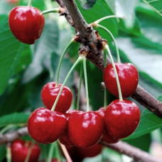 Черешня Травнева