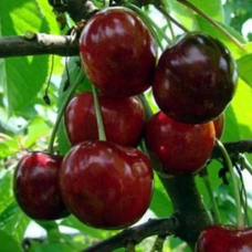 Черешня Валерія