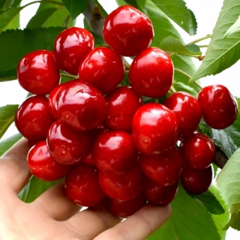 Черешня Гігант Ред