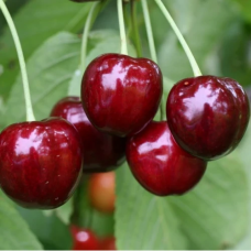Черешня Ярославна