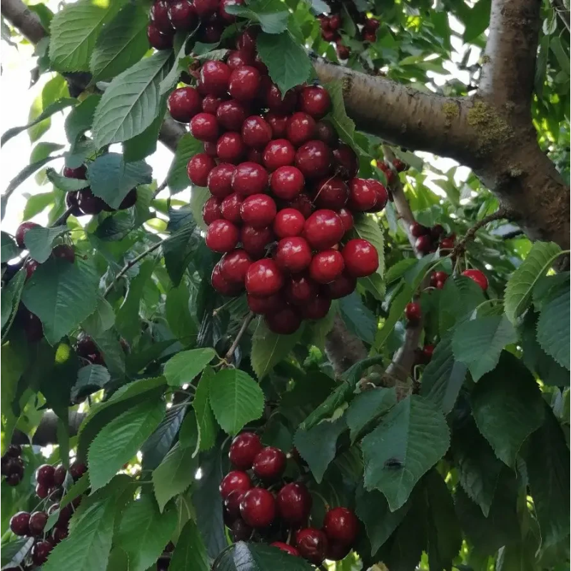 Черешня Фольфер