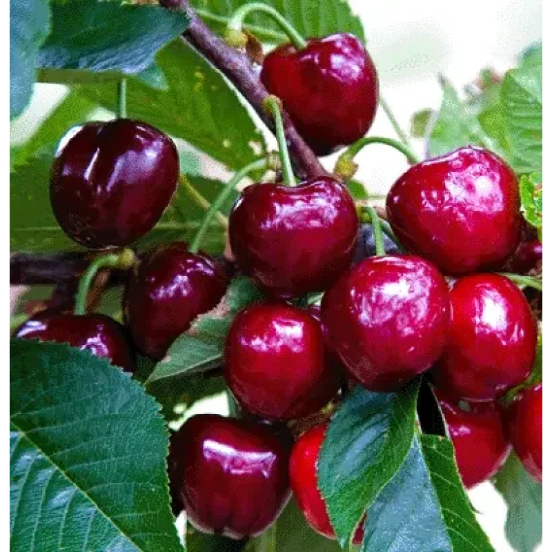 Черешня Ірена