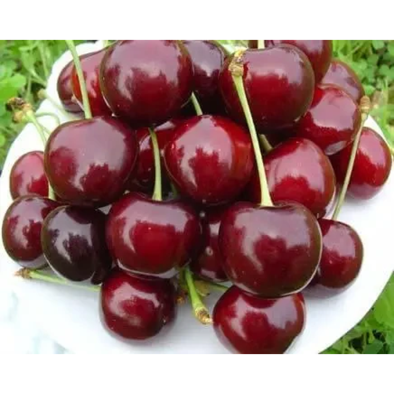 Черешня Бурлат