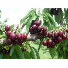 Черешня Самба