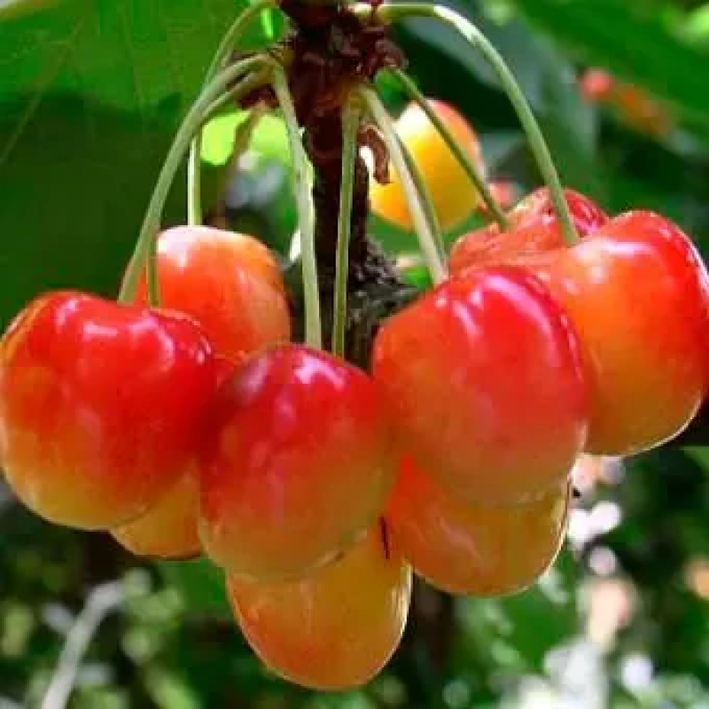 Черешня Наполеон рожева