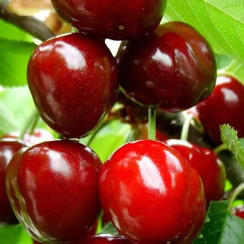 Черешня Космічна