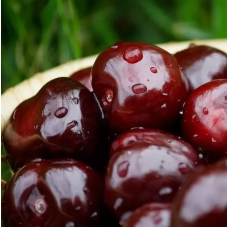 Черешня Тамара