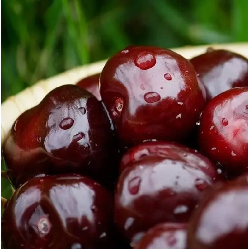 Черешня Тамара