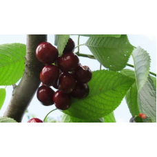 Черешня Биче серце