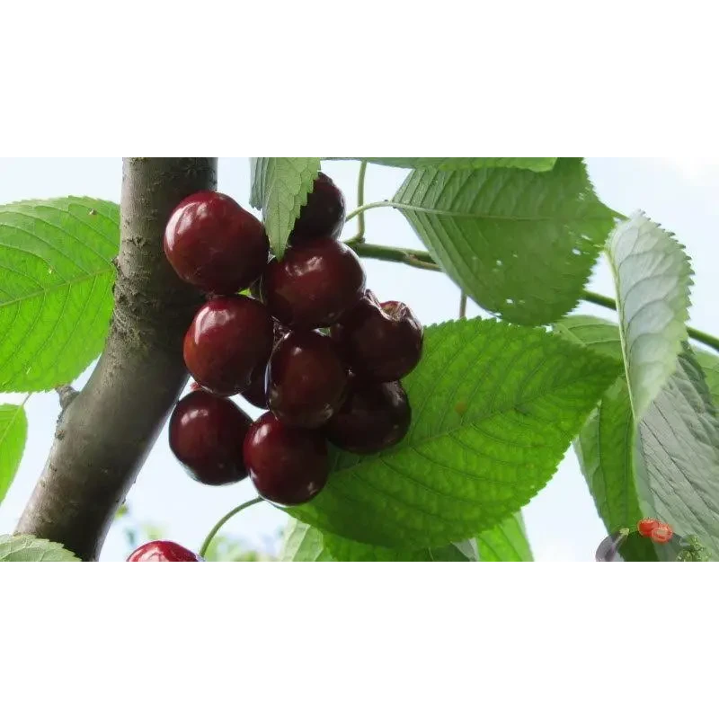 Черешня Биче серце