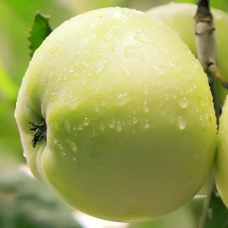 Яблуня Білий Налив