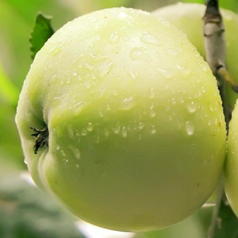 Яблуня Білий Налив