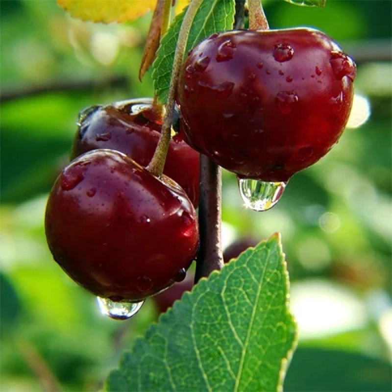 Вишня Ксенія Вишня Ксенія