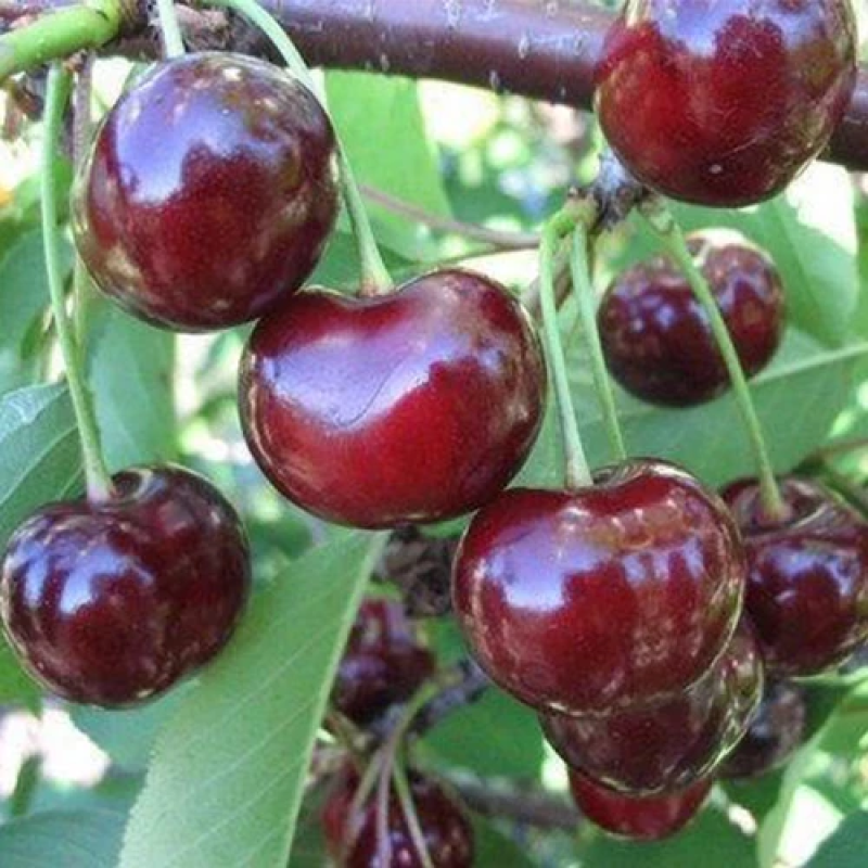 Вишня Мелітопольська Десертна Вишня Мелітопольська Десертна