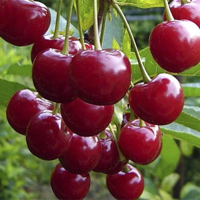 Вишня Тургенівська Вишня Тургенівська