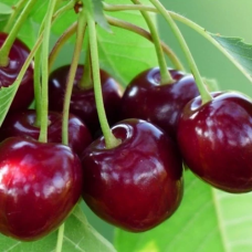 Вишня Очікування