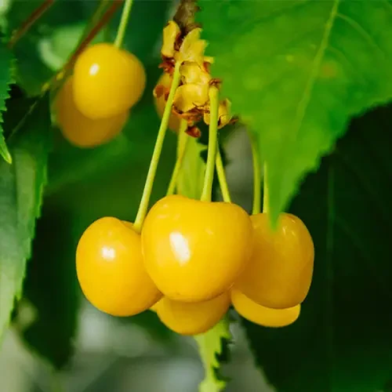 Вишня Мрія Імператора