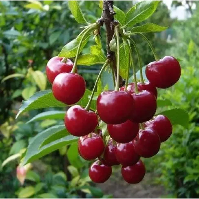 Вишня Любська