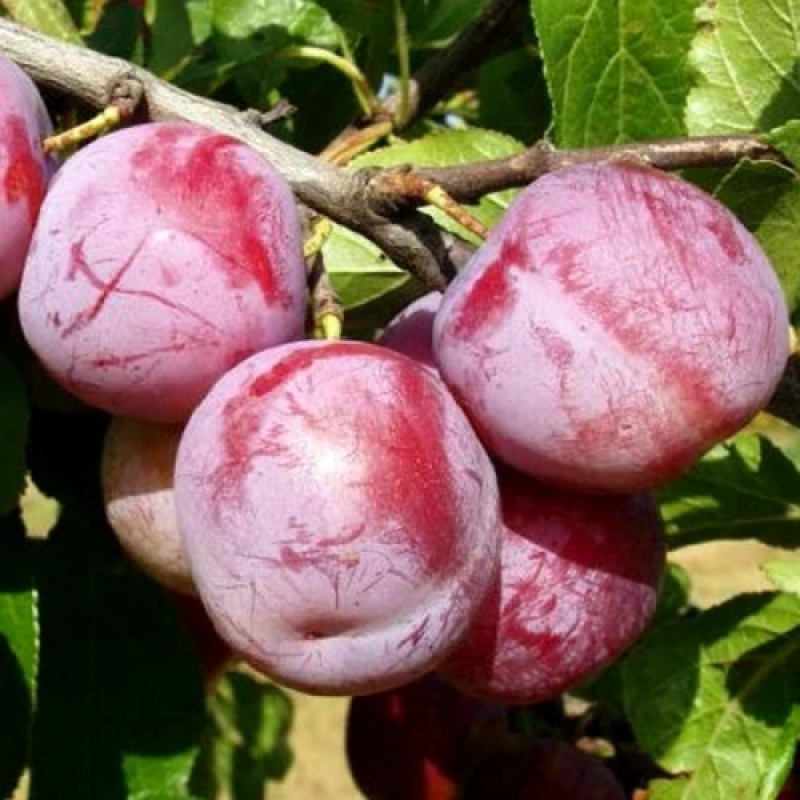 Слива Ренклод Альтана Слива Ренклод Альтана