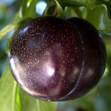 Слива диплоїдна Блек Даймонд