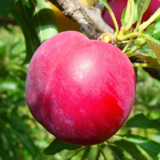 Слива диплоїдна  Фортуна