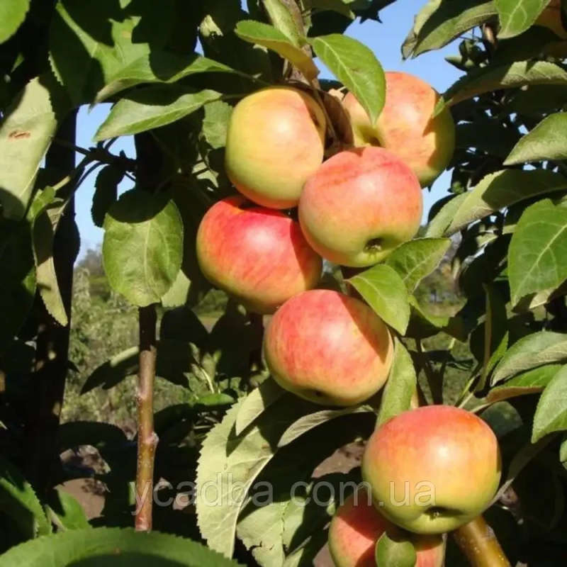 Яблуня колоновидна Кримська (зимова)